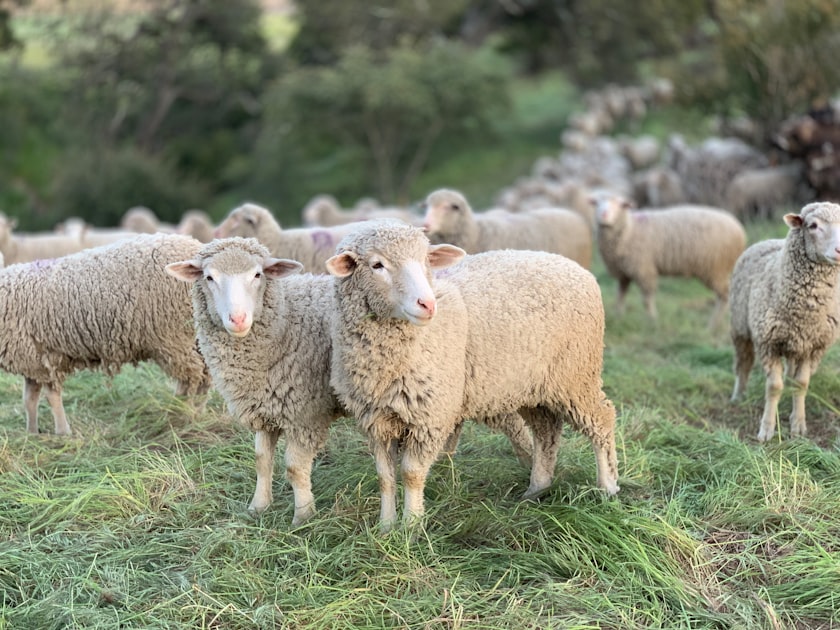 Therapeutic Farm Experiences